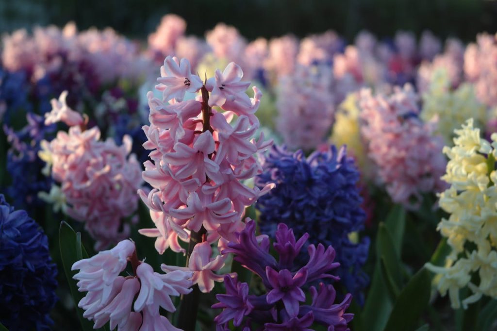 Colorful hyacinth flowers in full bloom during spring, showcasing vibrant pink, purple, and yellow petals.