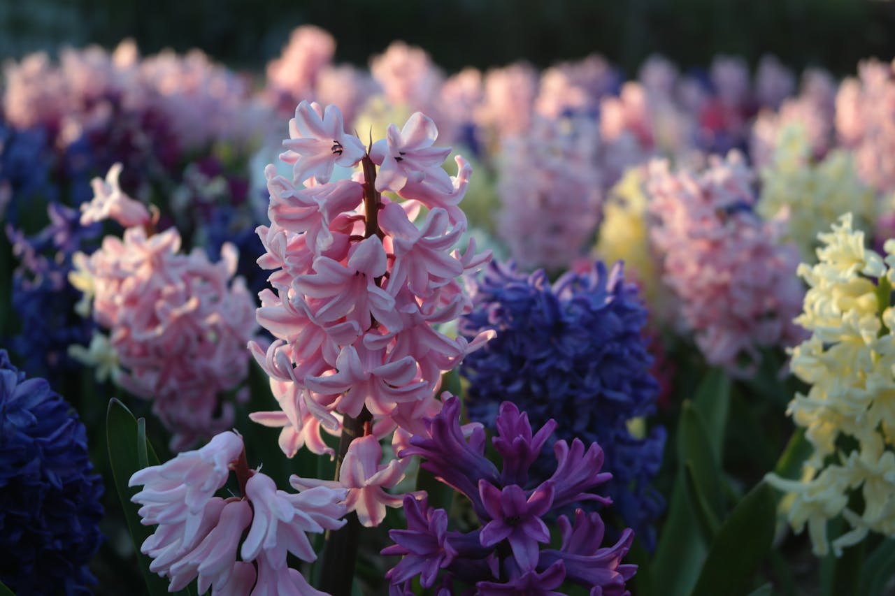 Colorful hyacinth flowers in full bloom during spring, showcasing vibrant pink, purple, and yellow petals.